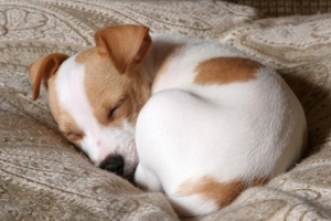 It's hard to let sleeping dogs lie - when they are this cute.